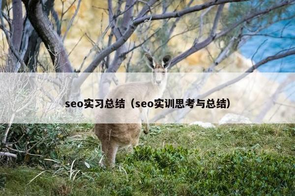 seo实习总结（seo实训思考与总结）