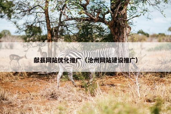 献县网站优化推广（沧州网站建设推广）