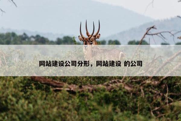 网站建设公司分形，网站建设 的公司