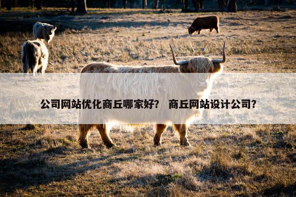 公司网站优化商丘哪家好？ 商丘网站设计公司？