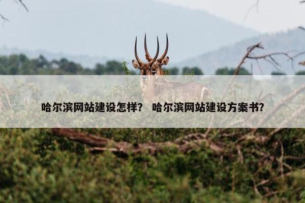 哈尔滨网站建设怎样？ 哈尔滨网站建设方案书？