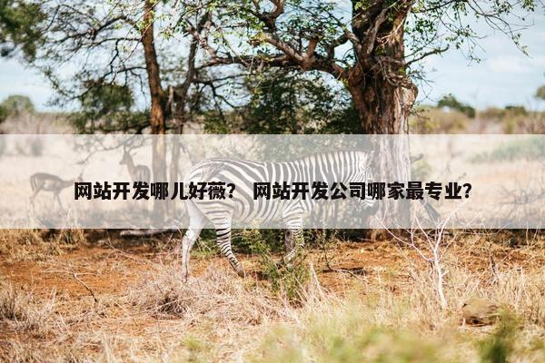 网站开发哪儿好薇？ 网站开发公司哪家最专业？
