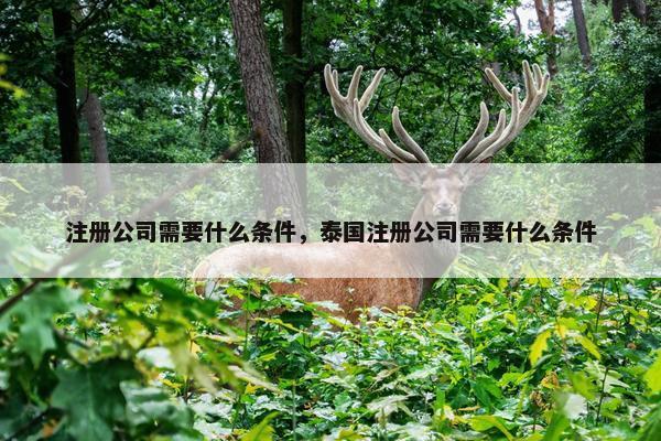 注册公司需要什么条件，泰国注册公司需要什么条件