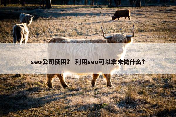 seo公司使用？ 利用seo可以拿来做什么？