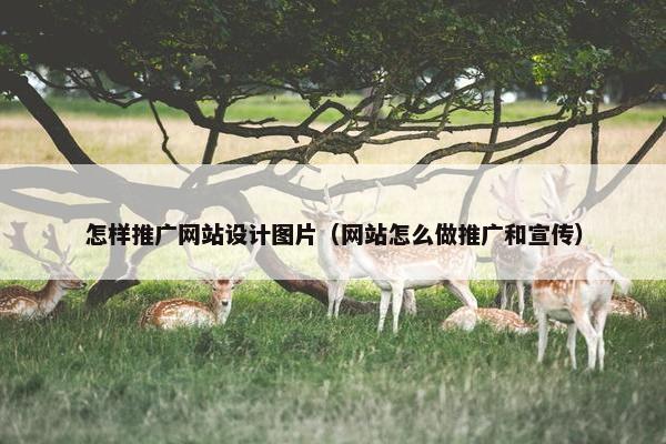 怎样推广网站设计图片（网站怎么做推广和宣传）